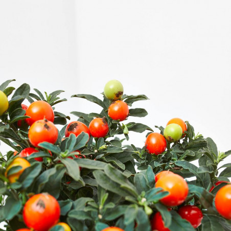 SOLANUM PSEUDOCAPSICUM MACETA 13CM