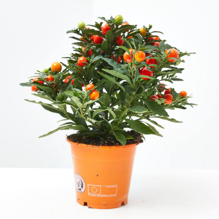 SOLANUM PSEUDOCAPSICUM MACETA 13CM