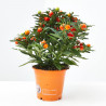 SOLANUM PSEUDOCAPSICUM MACETA 13CM