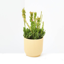 RHIPSALIS MACETA 5.5CM