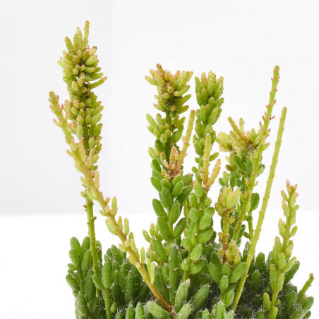 RHIPSALIS MACETA 5.5CM