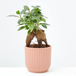 FICUS GINSENG  MACETA 6CM
