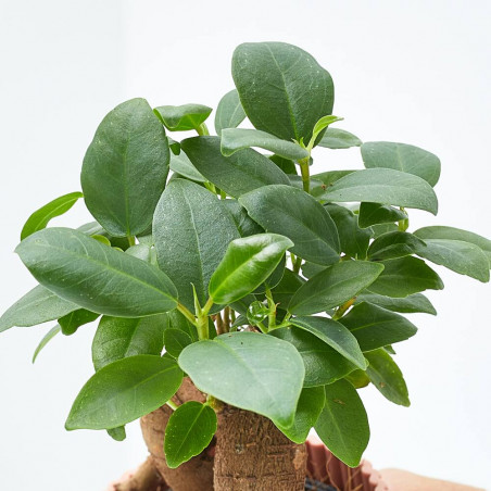 FICUS GINSENG  MACETA 6CM
