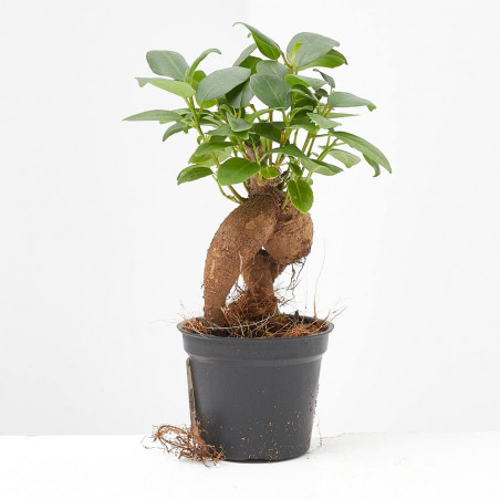 FICUS GINSENG  MACETA 6CM