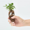 FICUS GINSENG  MACETA 6CM