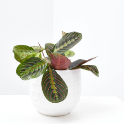 MARANTA LEUCONERA FASCINATOR MACETA 12CM