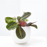 MARANTA LEUCONERA FASCINATOR MACETA 12CM