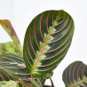 MARANTA LEUCONERA FASCINATOR MACETA 12CM