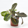 MARANTA LEUCONERA FASCINATOR MACETA 12CM