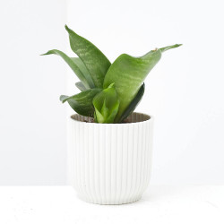 SANSEVIERA  MACETA 6CM