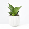 SANSEVIERA  MACETA 6CM