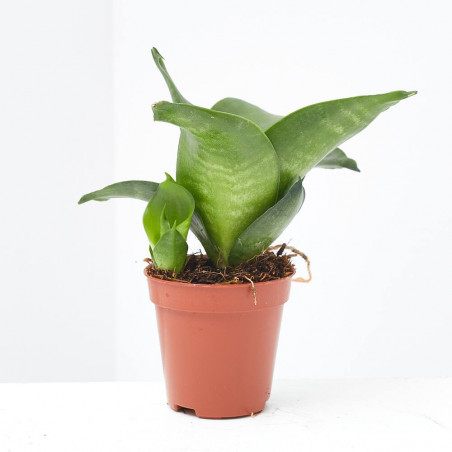 SANSEVIERA  MACETA 6CM