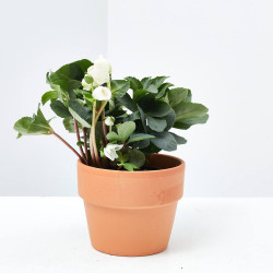 HELLEBORUS MACETA 9CM