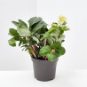 HELLEBORUS MACETA 9CM