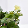 HELLEBORUS MACETA 9CM