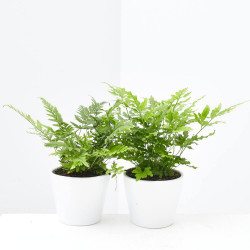 HELECHOS MIX MACETA 9CM