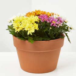 MARGARITA HIBRIDA TARRINA 23CM