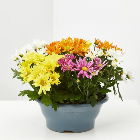 MARGARITA HIBRIDA TARRINA 23CM