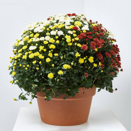MARGARITA HIBRIDA TARRINA 23CM