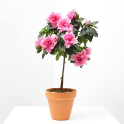 AZALEA COPA MACETA 13CM