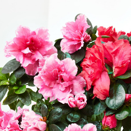 AZALEA COPA MACETA 13CM