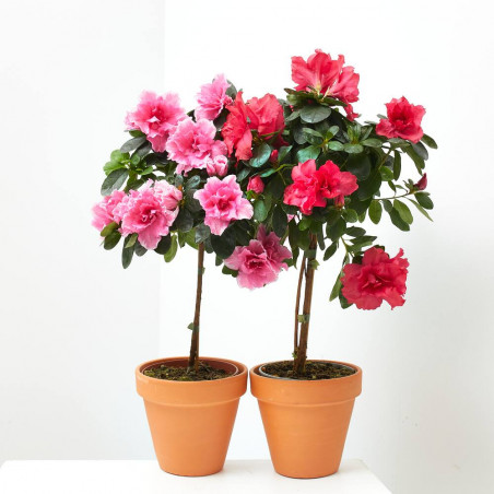AZALEA COPA MACETA 13CM