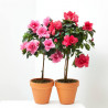 AZALEA COPA MACETA 13CM