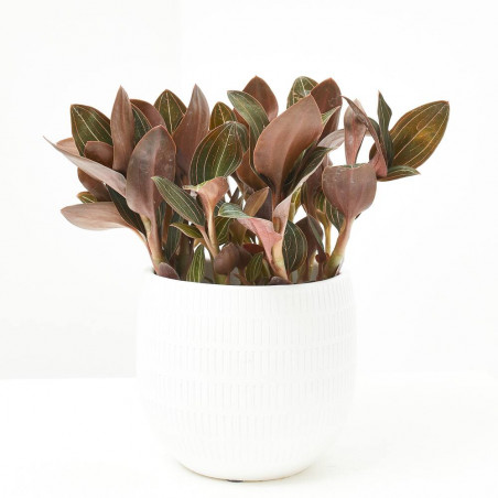 LUDISIA DISCOLOR MACETA 12CM