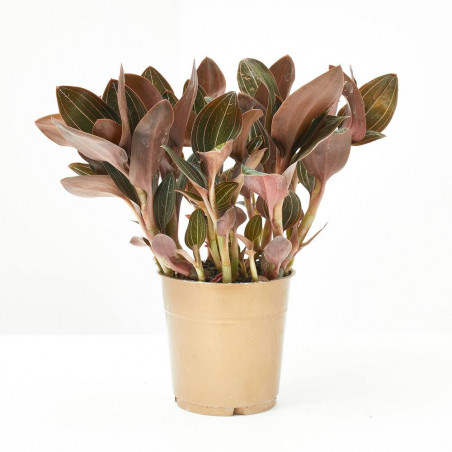 LUDISIA DISCOLOR MACETA 12CM