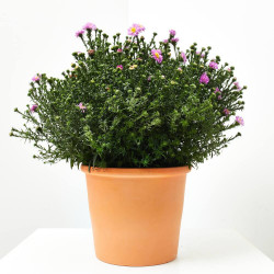 ASTER MACETA 3L