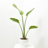 STRELITZIA NICOLAI MACETA 20CM