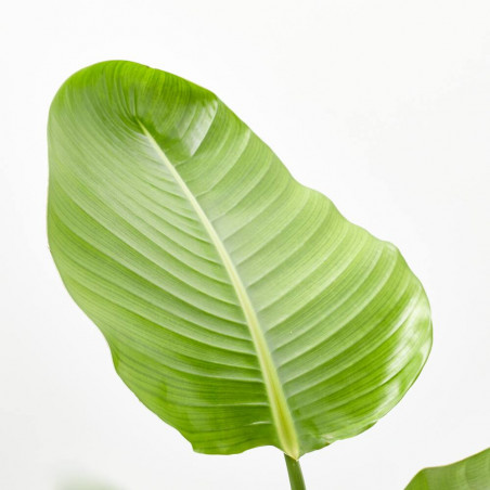 STRELITZIA NICOLAI MACETA 20CM