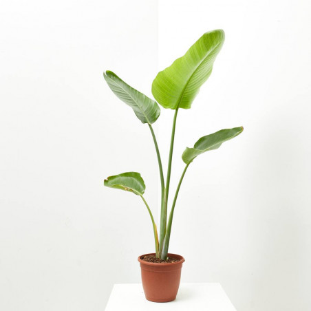 STRELITZIA NICOLAI MACETA 20CM