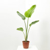 STRELITZIA NICOLAI MACETA 20CM