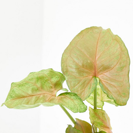 SYNGONIUM ROXANE MACETA 6CM