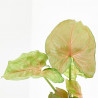 SYNGONIUM ROXANE MACETA 6CM
