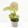 SYNGONIUM ROXANE MACETA 6CM