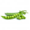 GUISANTE 6 PLANTAS