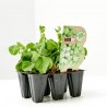 GUISANTE 6 PLANTAS