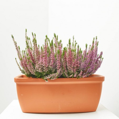 CALLUNA JARDINERA 27 CM