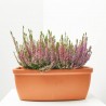 CALLUNA JARDINERA 27 CM