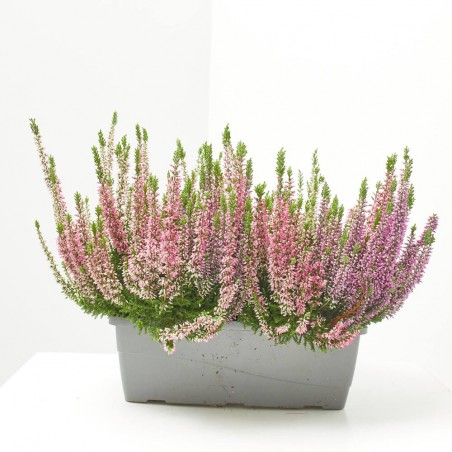 CALLUNA JARDINERA 27 CM