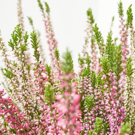 CALLUNA JARDINERA 27 CM