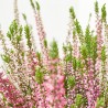 CALLUNA JARDINERA 27 CM