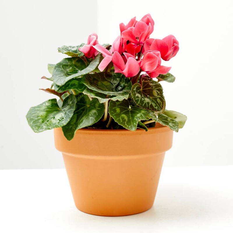 CYCLAMEN VARIEDADES MACETA 13CM