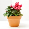 CYCLAMEN VARIEDADES MACETA 13CM
