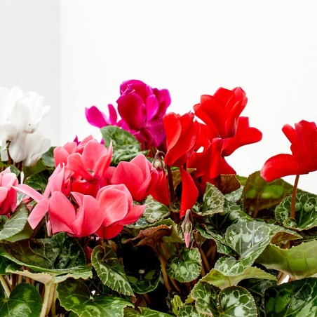 CYCLAMEN VARIEDADES MACETA 13CM