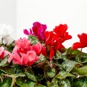 CYCLAMEN VARIEDADES MACETA 13CM
