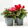 CYCLAMEN VARIEDADES MACETA 13CM