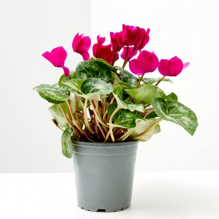 CYCLAMEN VARIEDADES MACETA 13CM